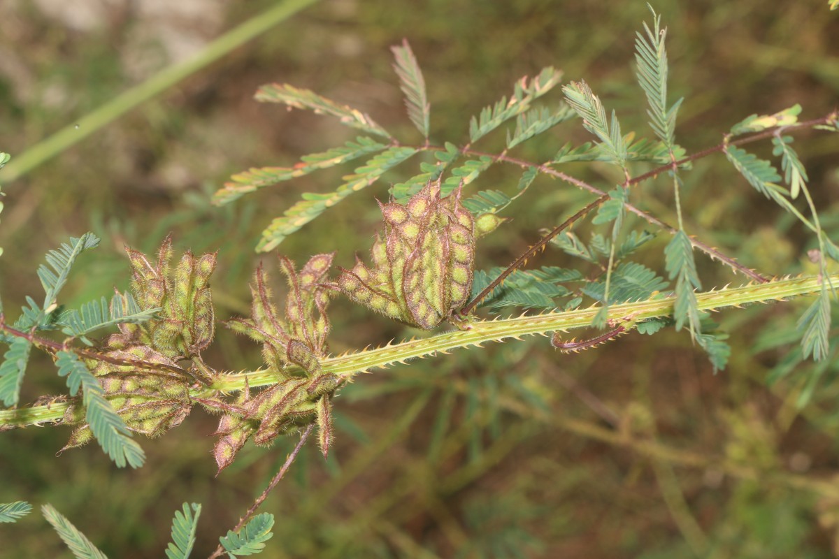 Mimosa diplotricha C.Wright